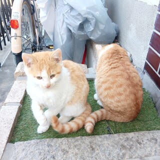 可愛がって大切に育てて頂ける方