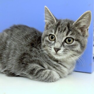 可愛いサバトラ♡ぐー子