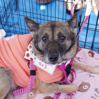 元気いっぱい隠れ甘えんぼう