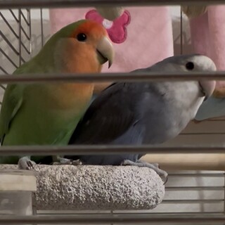コザクラインコ1歳ペア
