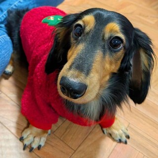 ベタベタ甘えん坊ダックス