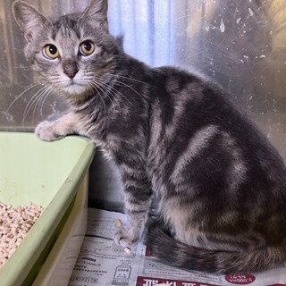 アメショ 風 シルバーグレーの女の子 8ヶ月