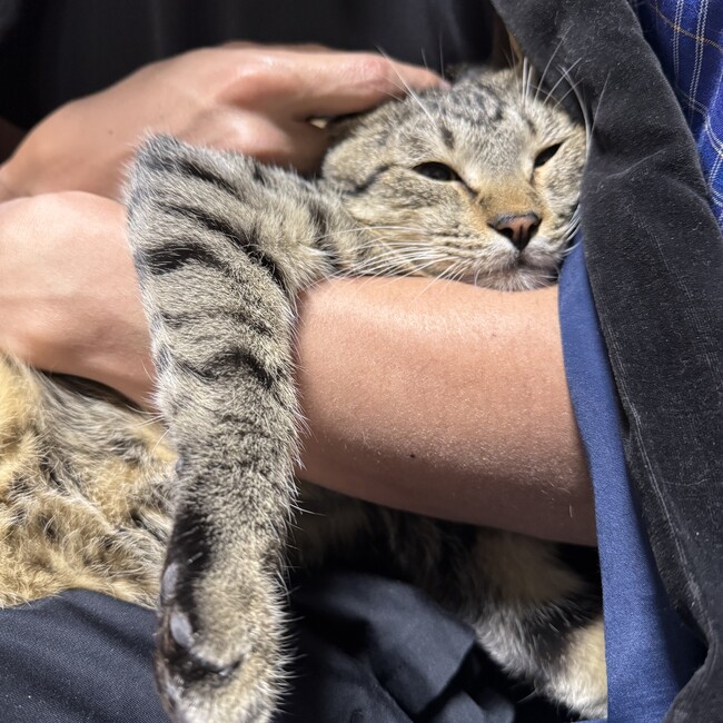 ひよこのこのこのカバー写真
