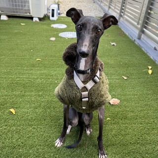 人懐っこくて甘えん坊！イタグレの男の子ルーク