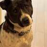 厳つい見た目ですが、可愛いヤツです！ サムネイル5