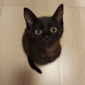 人も猫も大好き！マイペース黒虎うに君