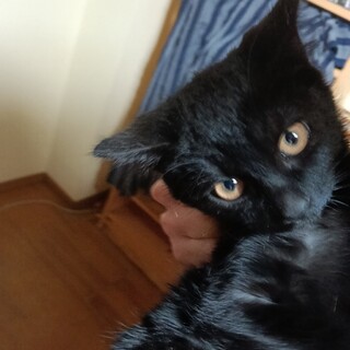 カッパー色の瞳。黒猫２ヶ月半女の子