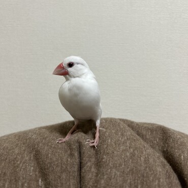 文鳥のハクちゃん