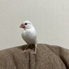 文鳥のハクちゃん