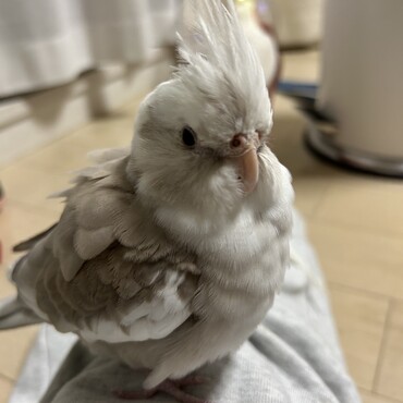 クロミちゃん　という名前だけどホワイトフェイス。半紙に墨水を垂らしたような色合いです。
