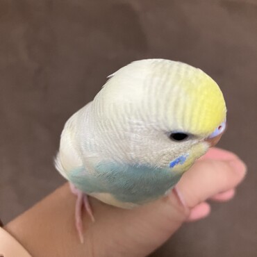 雪美ちゃん