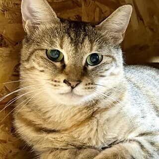 ��ɗ���I needs You��₵��ڃj�j