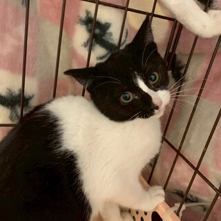 仲良し兄妹の杏ちゃん