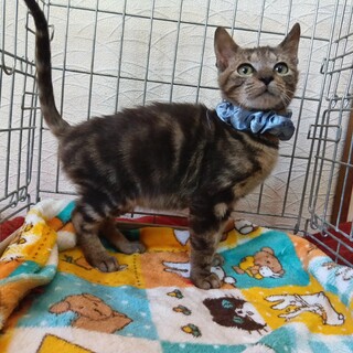 アメショ風★甘えん坊ボーイ！