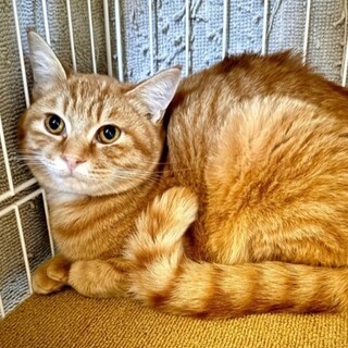 猫大好き優しいちゃう君