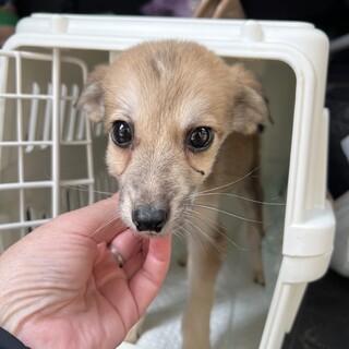 雑種　男の子　③