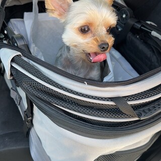 ヨーキー1歳11ヶ月オス