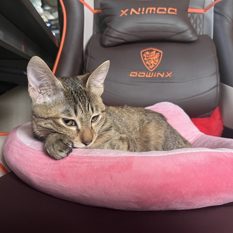 月(ルナ)のカバー写真