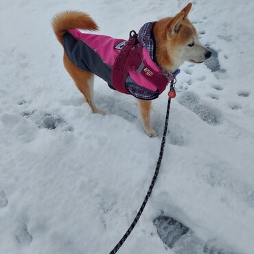 これが雪(*´∇｀*)(*´∇｀*)～～去年の冬は下関♪