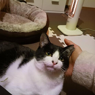 キャンドルテール　ハチワレ女子