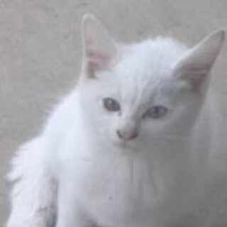 白猫１匹