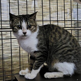 とても美人なぎじしろちゃん