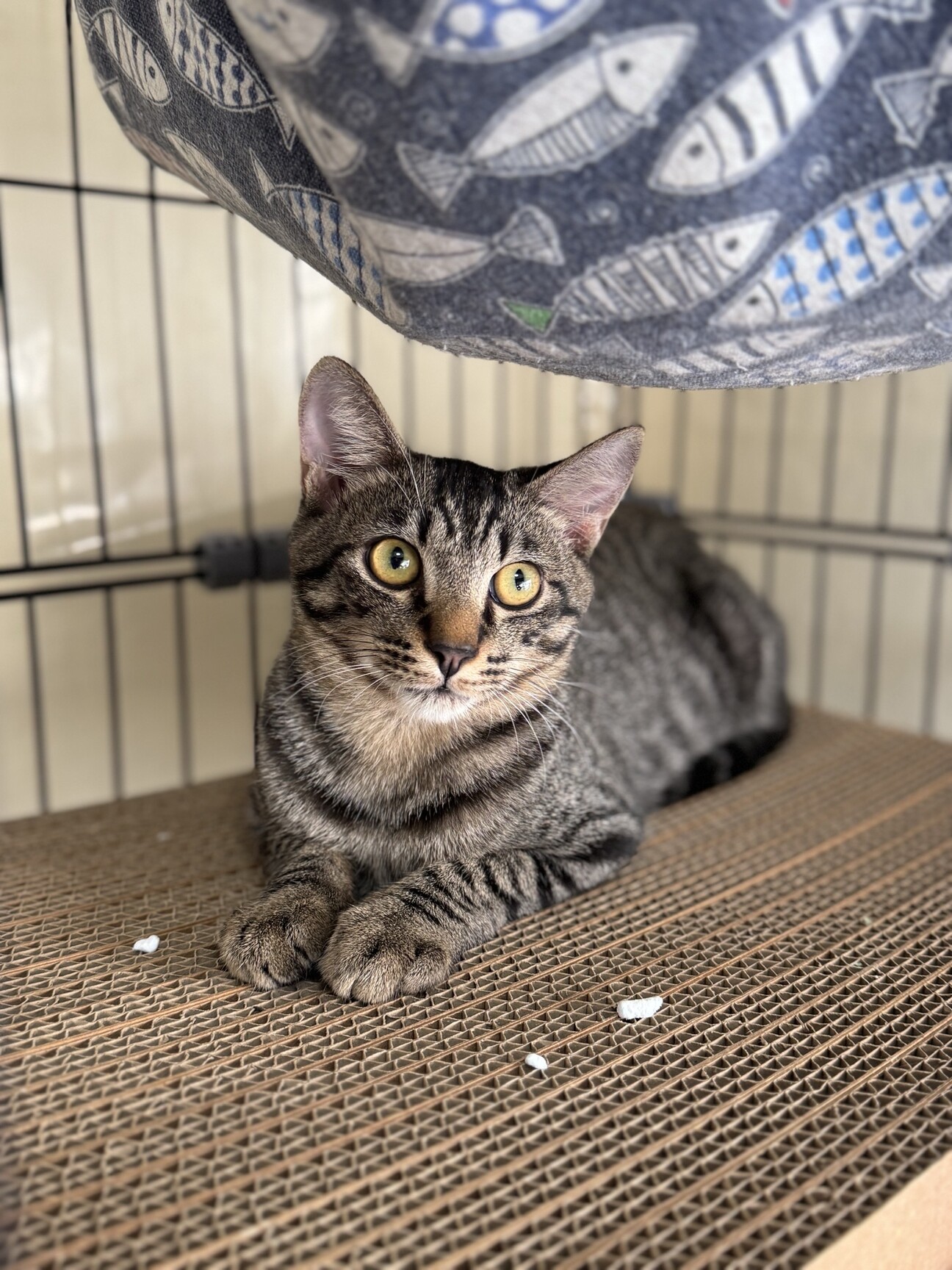 キジ　男の子　推定1歳　モコ サムネイル1