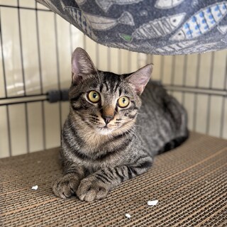 キジ　男の子　推定1歳　モコ