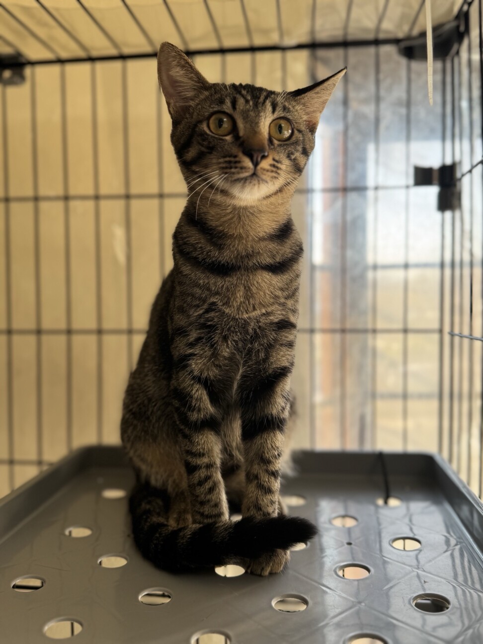 キジ　男の子　推定1歳　モコ サムネイル2