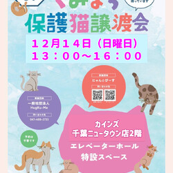 にゃん☆ぴーす猫の譲渡会【カインズ千葉ニュータウン店2Fエレベーターホール】