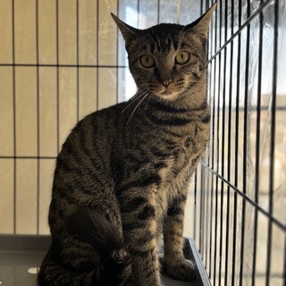 ネリネ君　1歳　キジ　男の子