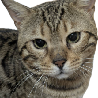 里親様急募m(_ _)m