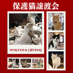 保護猫譲渡会