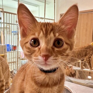 茶トラの子猫♪のんびり屋さんの癒し系♡かつおくん