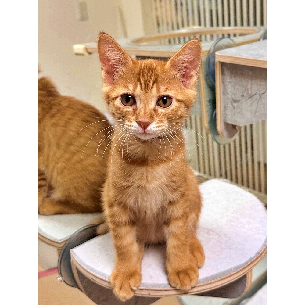 ふんばり親子猫 茶トラ ふんばり親子猫 茶トラ ふんばり親子猫 茶トラ 【公式通販】