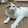 元気で活発なオス猫 サムネイル5