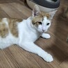 元気で活発なオス猫 サムネイル6