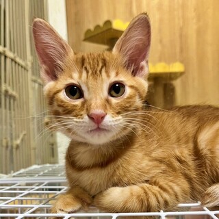 茶トラの子猫♪元気いっぱいで甘えん坊♡のりたまくん