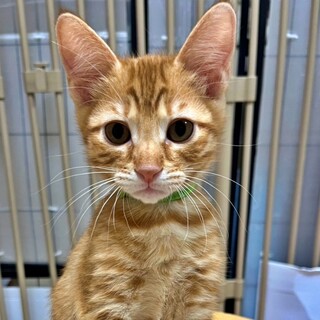 茶トラの子猫♪人が大好きでおしゃべり♡わさびくん