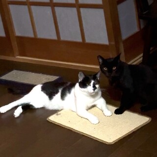 マイペース白黒くん