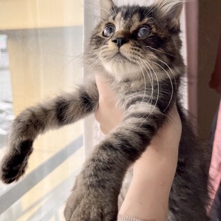 キジトラ？黒？やや長毛な女の子♡秋田市