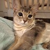 アビシニアン♡人が大好きな女の子7か月 サムネイル4