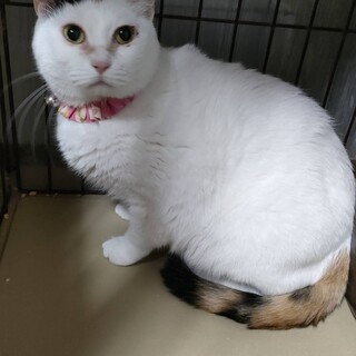 12/21ドン・キホーテ譲渡会参加白三毛♀