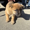 拾い犬です。どうかお宅に！　メス3匹
