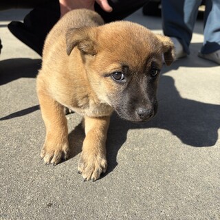 拾い犬です。どうかお宅に！　メス3匹