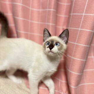 12/21ドン・キホーテ譲渡会シャムミックス子猫♂