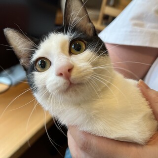 マイペースな白黒はちわれ　レーズンちゃん