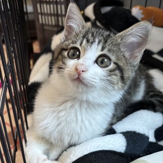 モフモフ3兄妹甘えん坊のキジ白やまと君