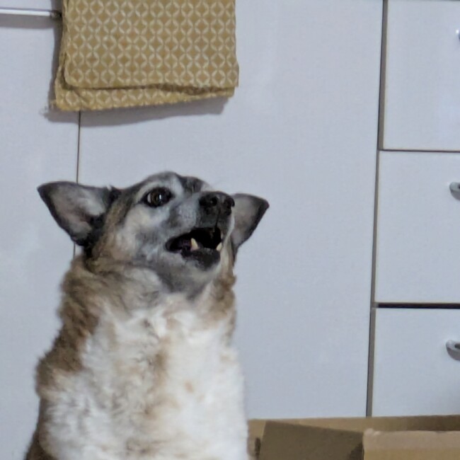 ピコ佑のカバー写真