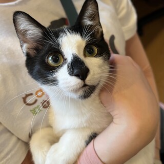 やんちゃ坊主の白黒猫　ロール君